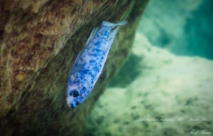 Labeotropheus trewavasae 'Jumbo Island'